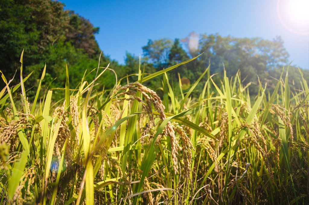 rice, farming, grain