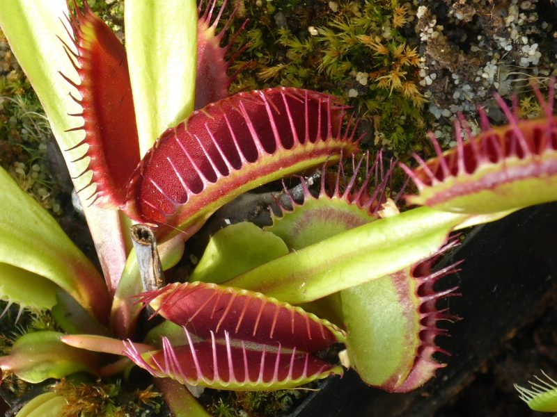 venus flytrap, carnivorous, plant