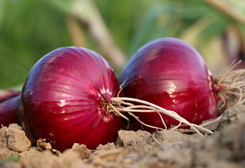 onion, bed, roots, land, blue, salad, vegetables, tears, two, onion, onion, onion, onion, onion