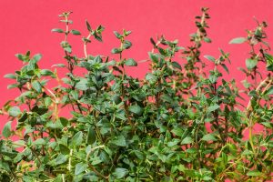 Harvesting Thyme