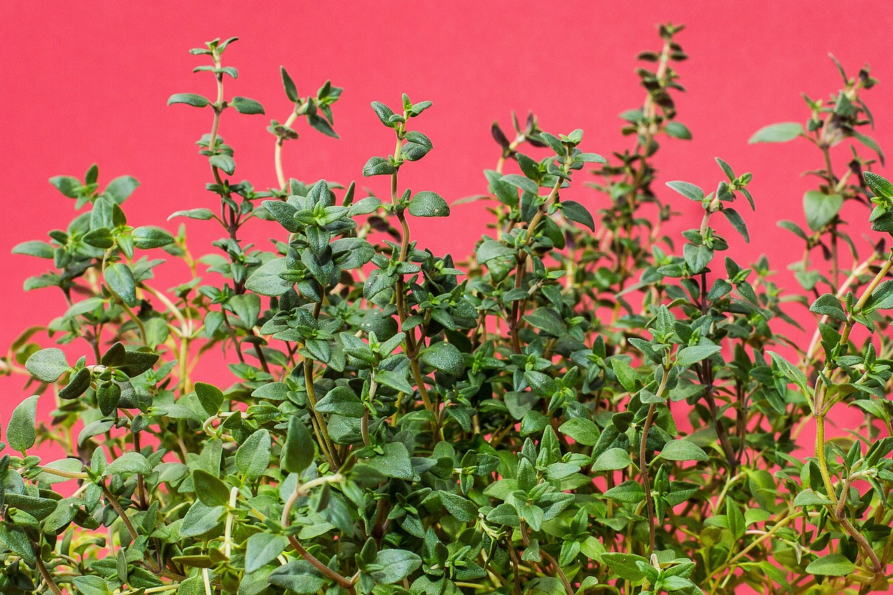 thyme, herbs, culinary herbs