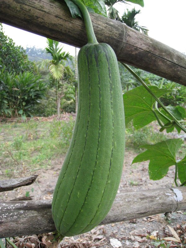 loofah, snake melon, vegetable