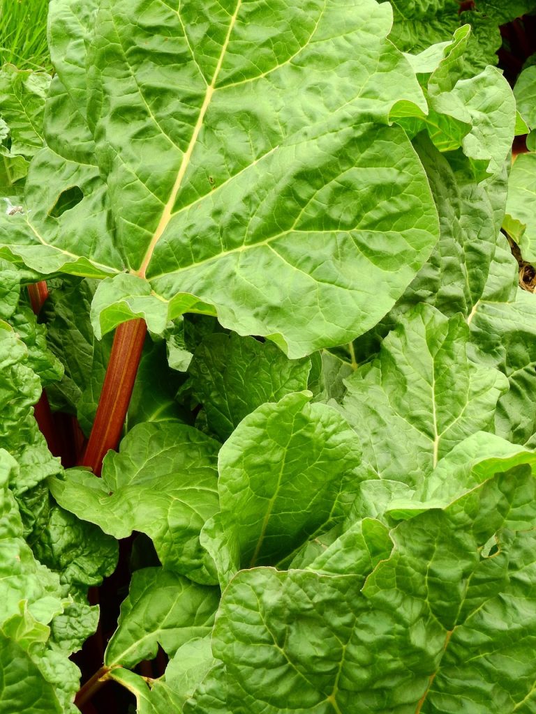 rhubarb, vegetables, fruit