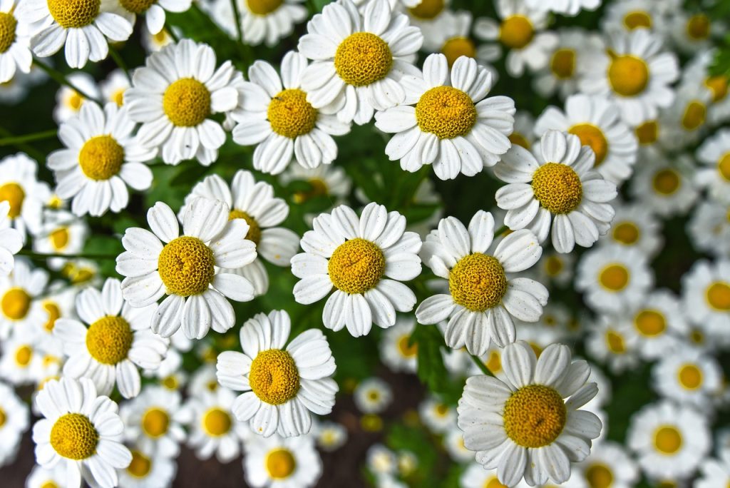 chamomile, flowers, plant