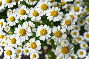 Harvesting Chamomile