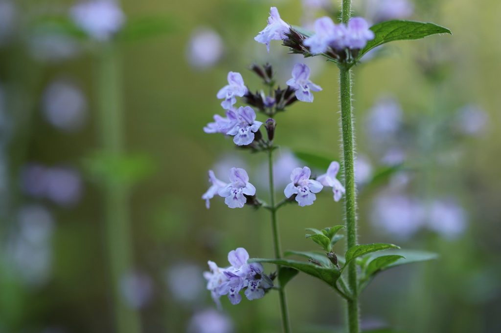 mountain mint, clinopodium nepeta, small-flowered mountain mint