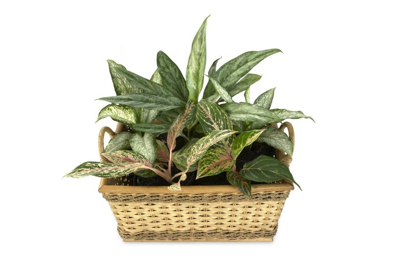 aglaonema, dieffenbachia, pot scaping