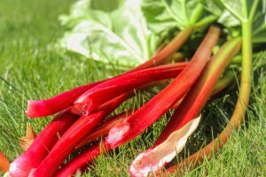 Harvesting Rhubarb