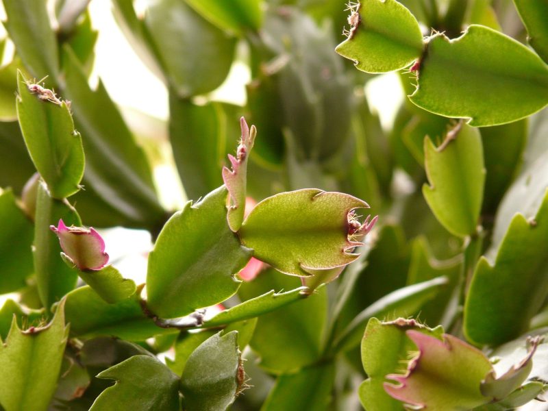 cactus, leaves, green