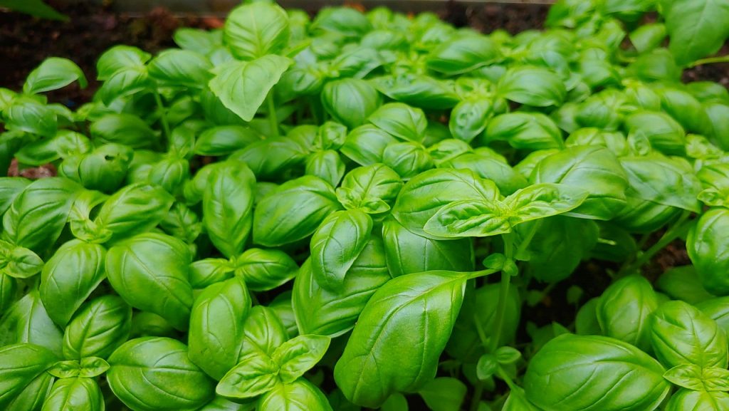 basil, green, garden