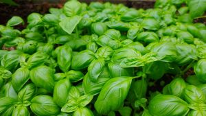 Harvesting Basil