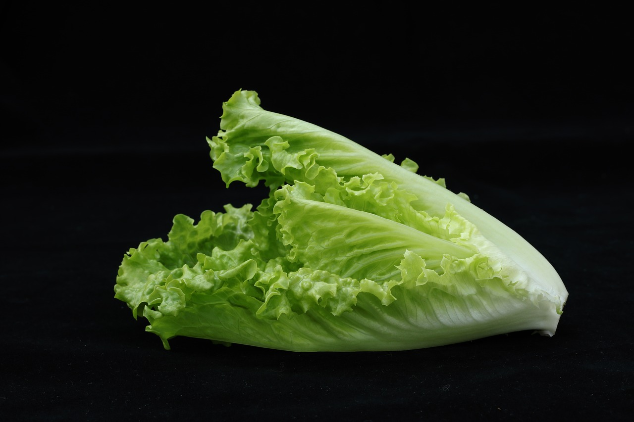 Harvesting Romaine Lettuce