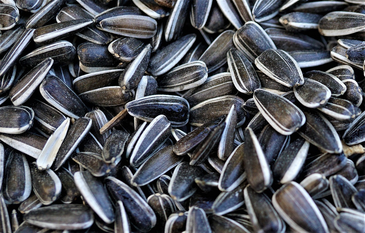 sunflower seeds, seeds, organic