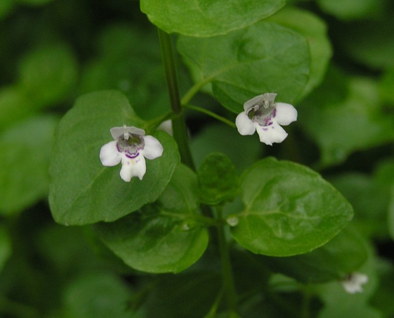 Corsican mint (Mentha requienii)