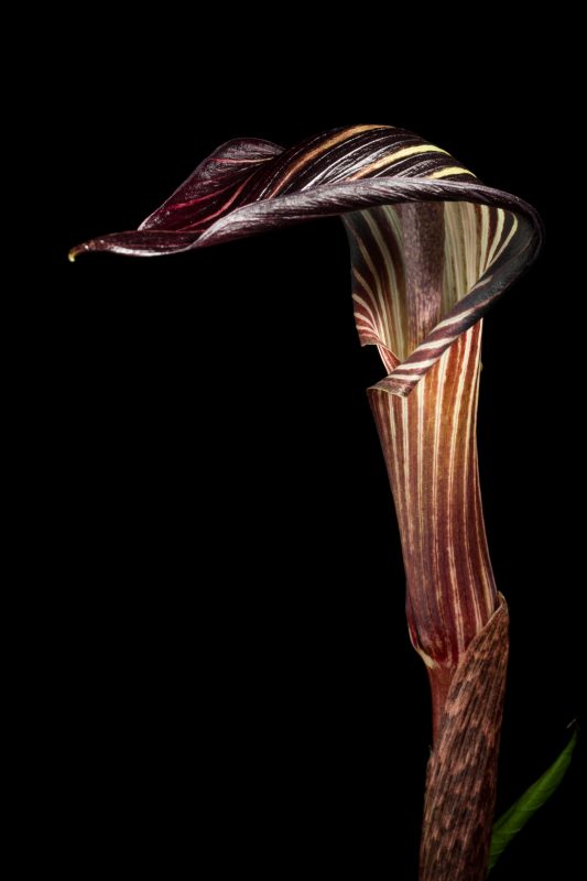 Japanese Arisaema