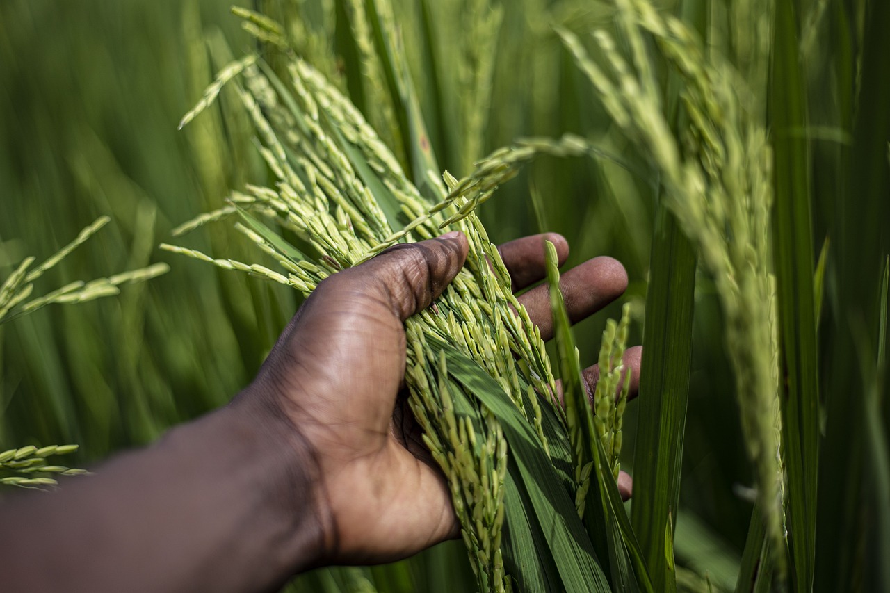 rice, grain, plant