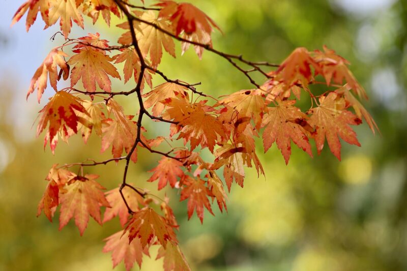 fan maple, maple, autumn leaves, maple leaves, leaves, autumn color, autumn colors, nature, yellow leaves, fall, japanese maple, leaves in the autumn, tree, autumn leaves, fall, japanese maple, japanese maple, japanese maple, japanese maple, japanese maple