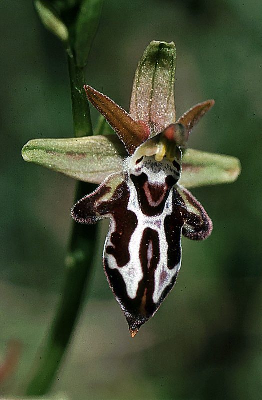 Ophrys ariadnae