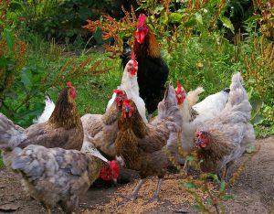 Harvesting Chicken Eggs