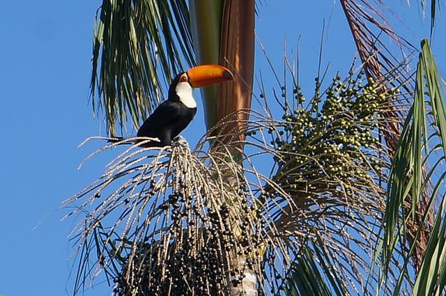 Açai Palm