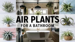 Air Plants for Bathrooms