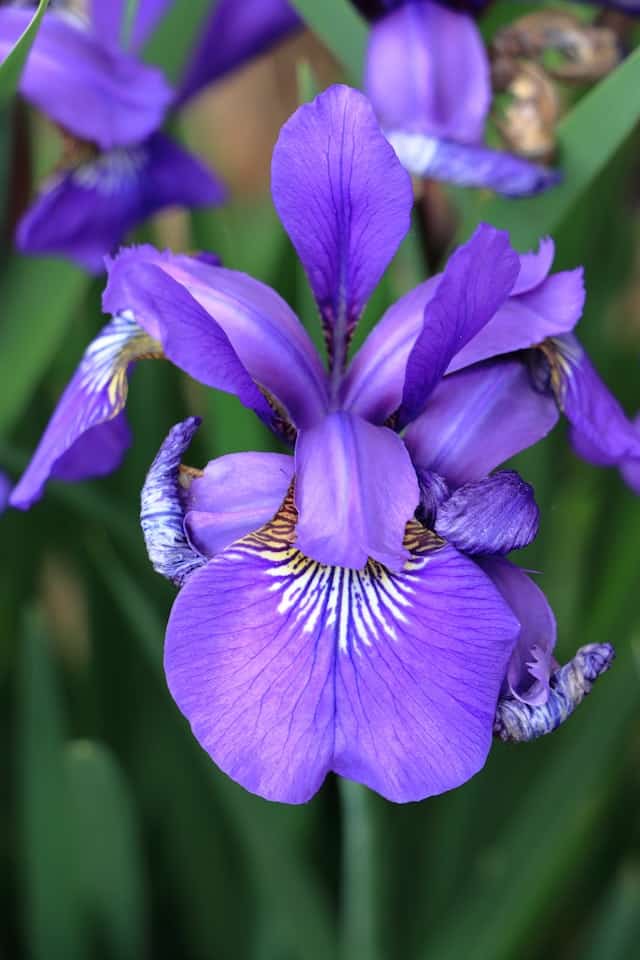 Algerian Iris (Iris unguicularis)