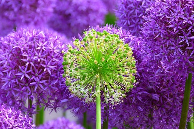 Allium (Allium Species and Hybrids)