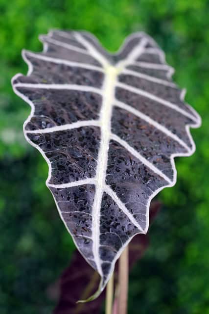 Alocasia Polly