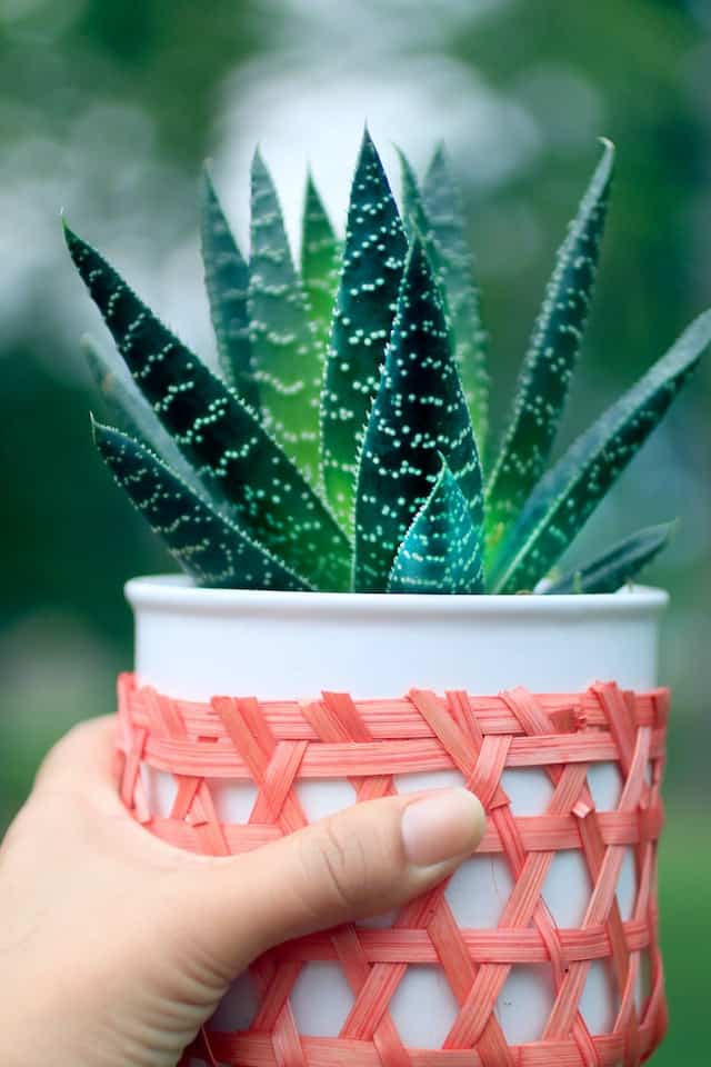 Aloe V