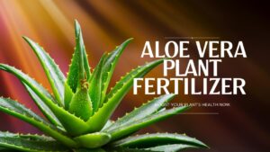 Aloe Vera Plant Fertilizer