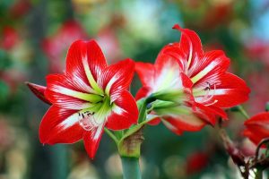 When to Plant Amaryllis