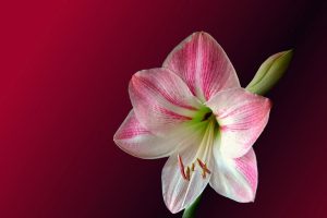 Are Amaryllis Plants Poisonous