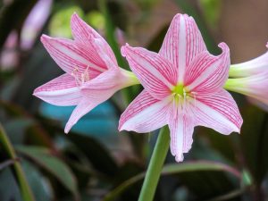 Are Amaryllis Plants Poisonous to Dogs