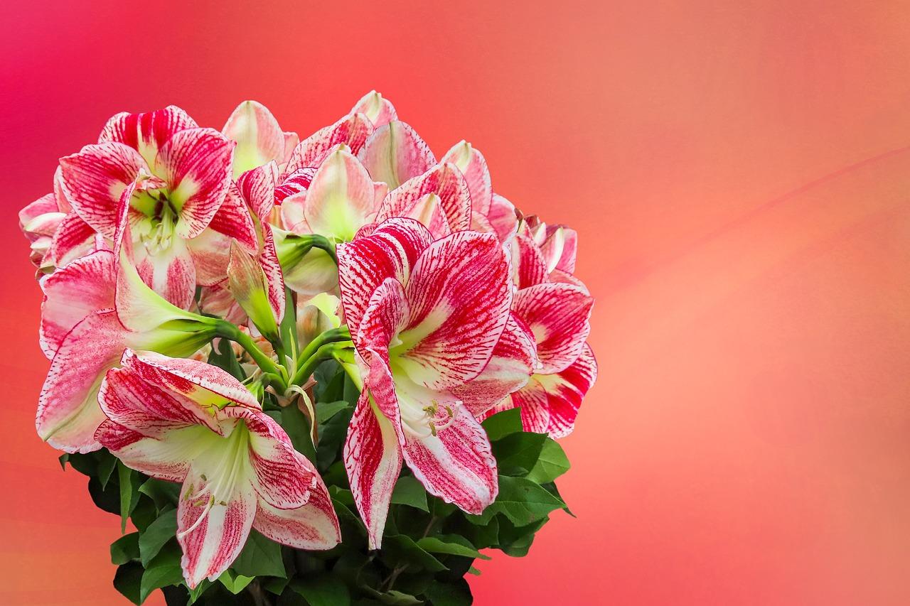 How Long Does Amaryllis Take To Bloom