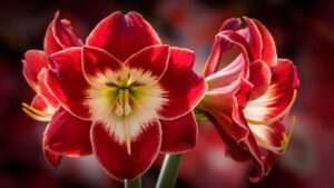 Do Amaryllis Flowers Come Back Every Year?