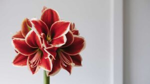 Are Amaryllis Poisonous To Humans?