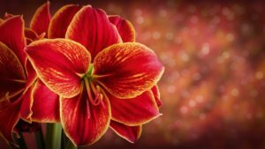 Are Amaryllis Perennial Flowers?