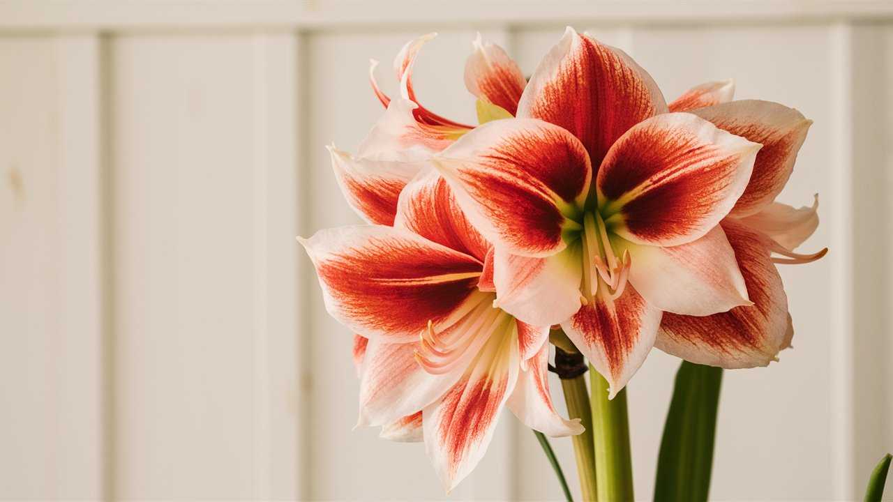 Amaryllis Flower 8