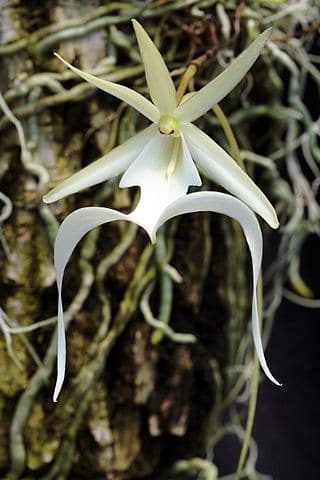 American Ghost Orchid (Dendrophylax lindenii)