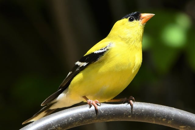 American Goldfinch on Branch