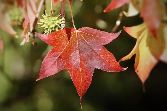 American Sweetgum (Liquidambar styraciflua)