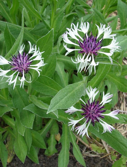 Amethyst in Snow (Centaurea Montana 'Amethyst in Snow')