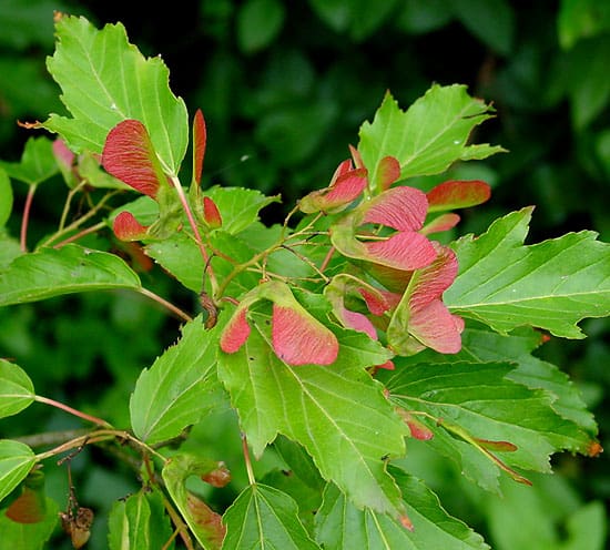 Amur Maple (Acer ginnala)