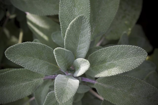 Andean Silver-Leaf Sage