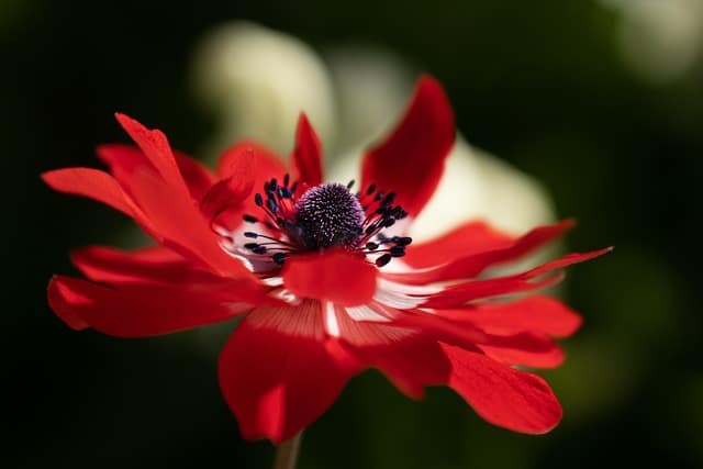 Anemone Red
