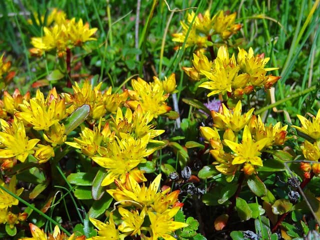 Angelina Sedum (Sedum rupestre 'Angelina')