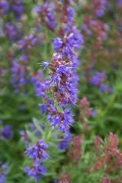 Anise Hyssop 