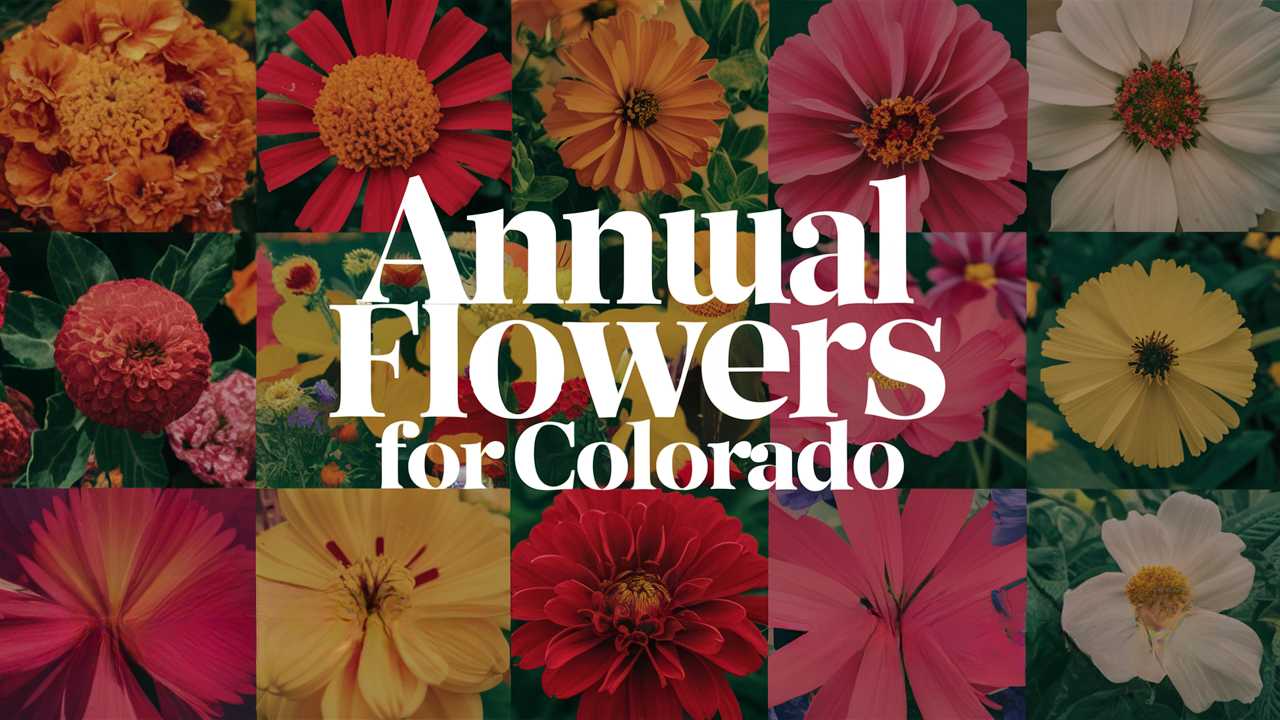 Annual Flowers For Colorado