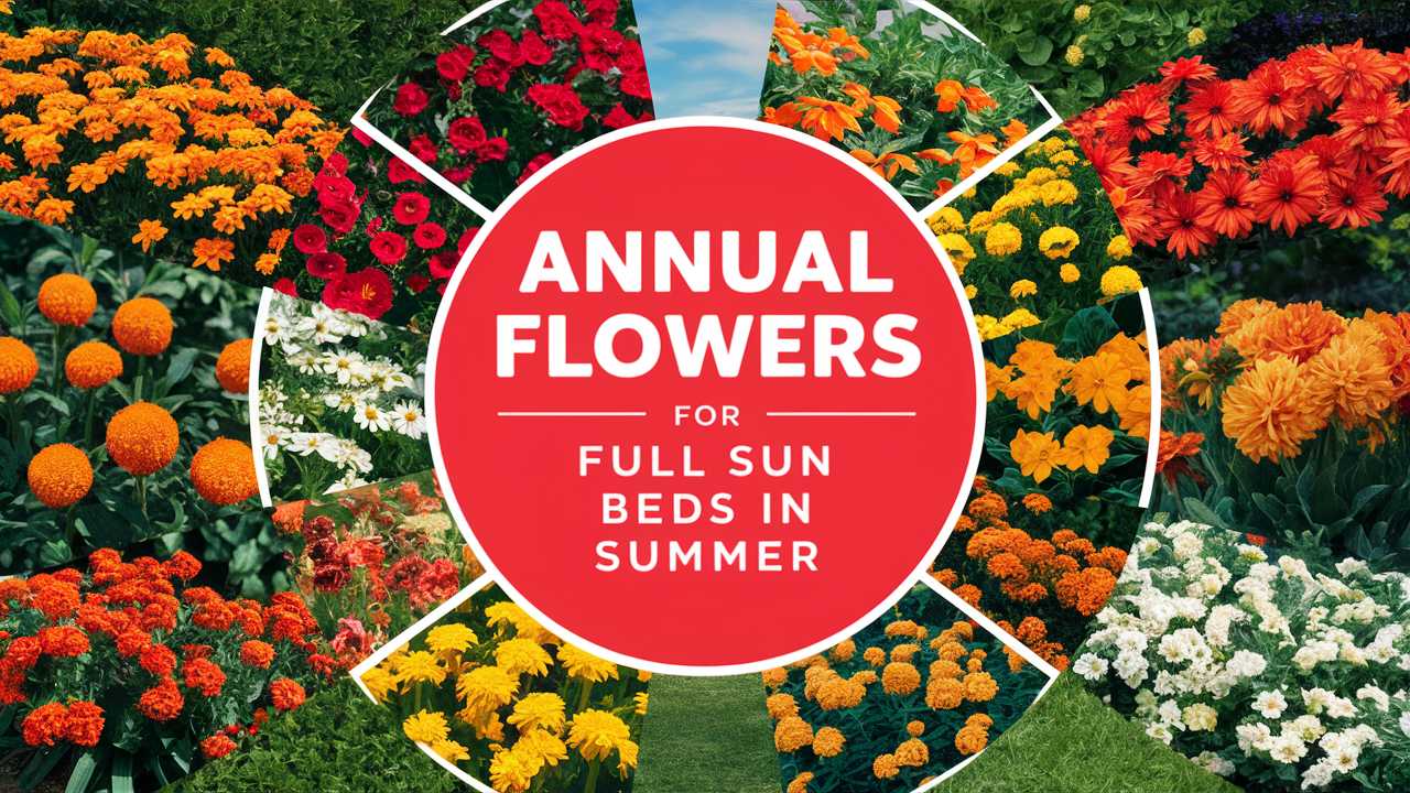 Annual Flowers For Full Sun Beds In Summer