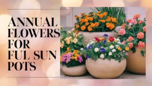 Annual Flowers For Full Sun Pots